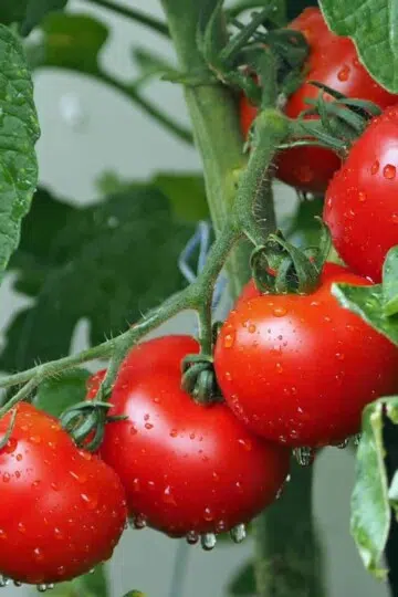 Tomatoes Nutrition Health and Beauty Benefits