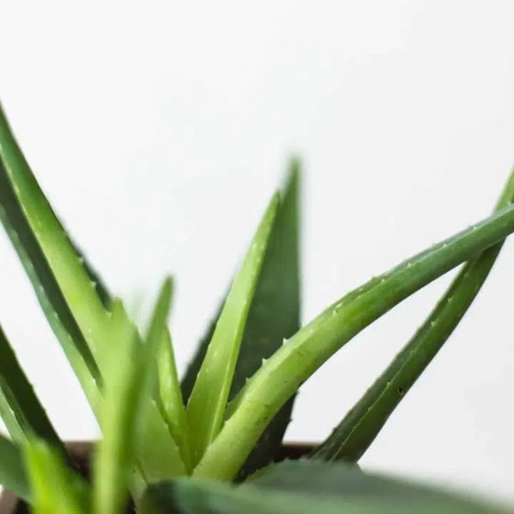 aloe vera juice benefits