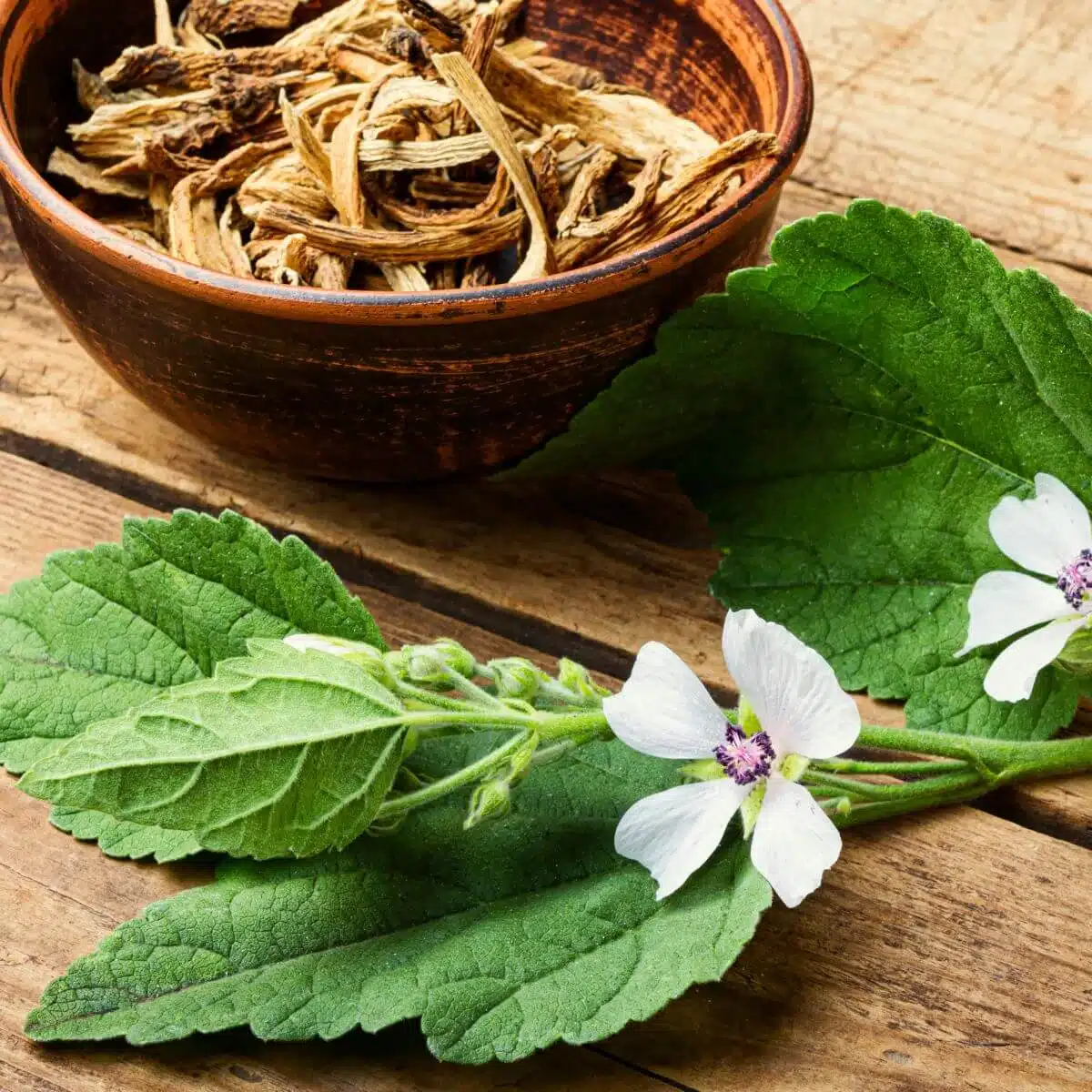 Althaea plant, marshmallow root plant