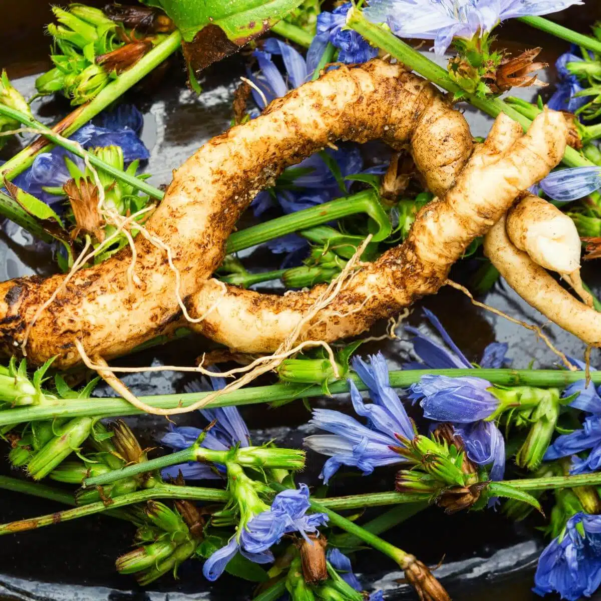 Chicory root benefits in coffee